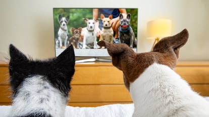 Los perros ven televisión